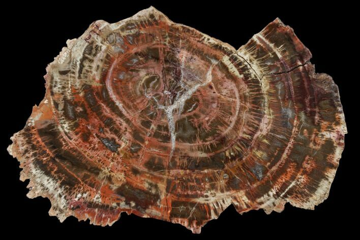 Polished Petrified Wood (Araucaria) Slab - Arizona #114523